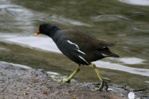 Moorhen at rivers edge.