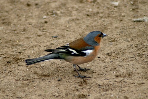 A Male Chaffinch on the river bank