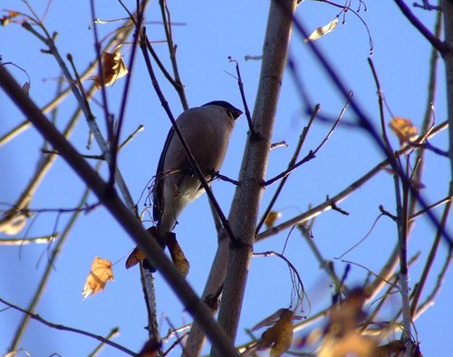 Hen bullfinch....pyrrhula pyrrhula