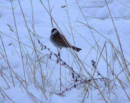 Reed bunting