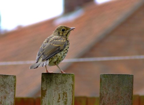 Young songthrush....turdus philomelos