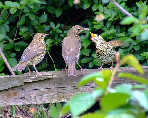 Songthrush family....turdus philomelos