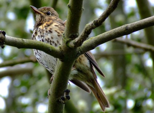 Young songthrush....turdus philomelos