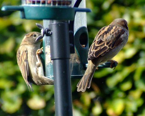 House sparrows...passer domesticus