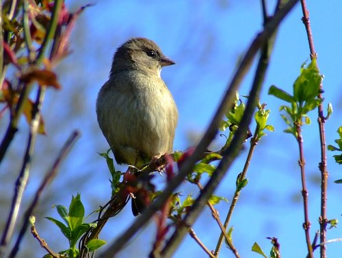 Hen house sparrow....passer domesticus
