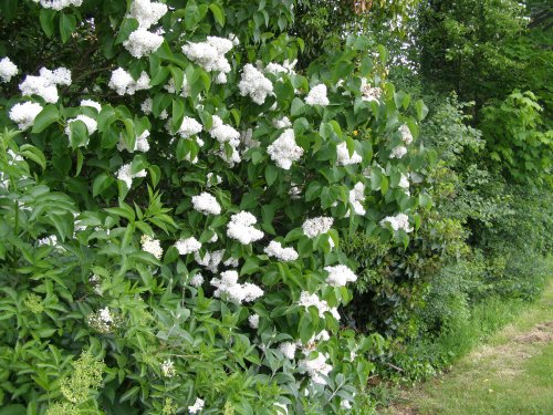 Lilac tree