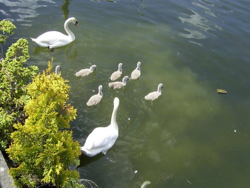 New arrivals at Bowness Bay.