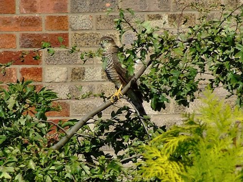 Female sparrowhawk....accipiter nisus