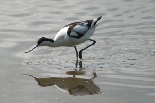 Avocet looking for food in the lagoon at Wahinhton Wetlands Centre.