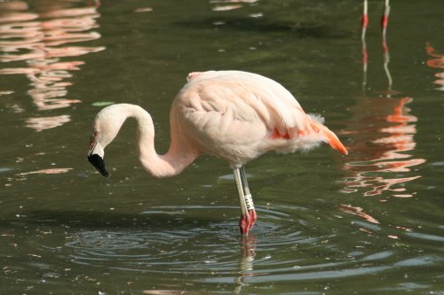 Flamingo's at the Wetland Centre.