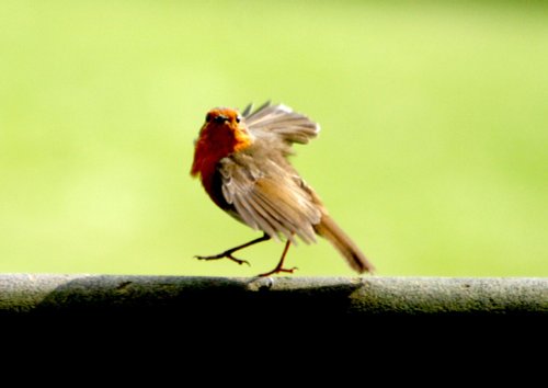 Robin taking Flight.
