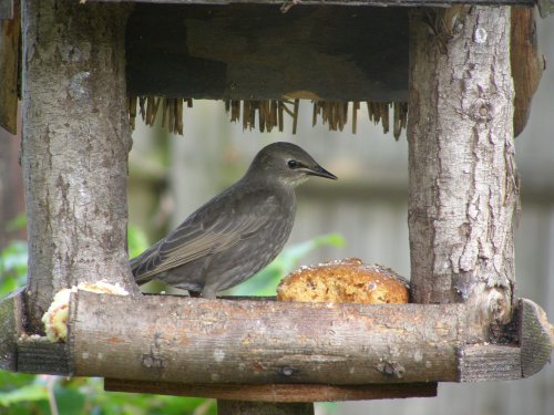 Starling eating his dinnner