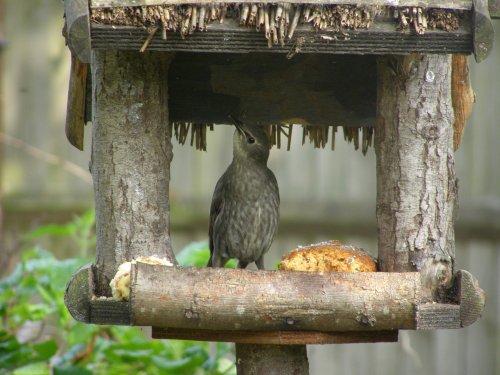 Starling eating his dinner