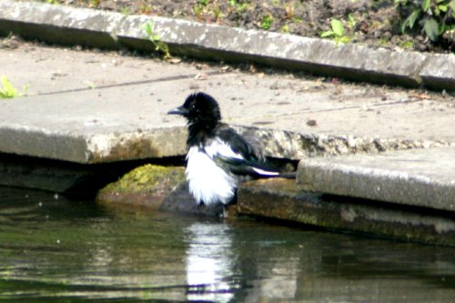 A rather wet Magpie at the boating lake in Saltwell Park, Gateshead.