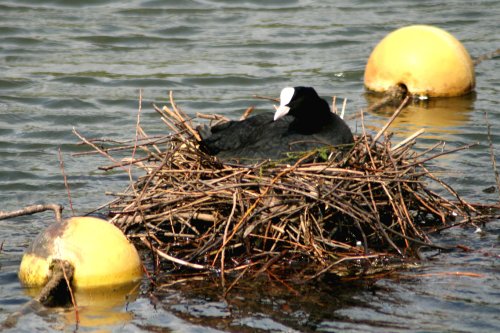 A Coot nesting on the Boating Lake, Saltwell Park, Gateshead.