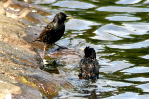 Starlings bathing in boating lake, Saltwell Park, Gateshead