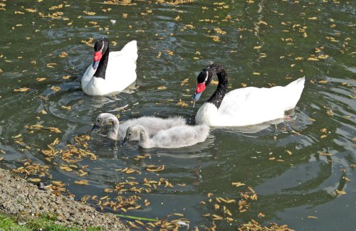 Black Head Swans, Washington Wetlands Centre.