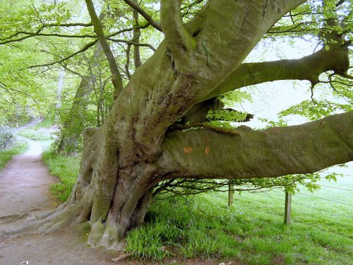 Allen Banks,Northumberland