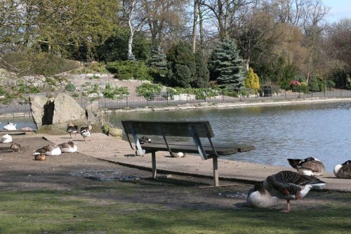 Abbey park  Leicester showing the birds