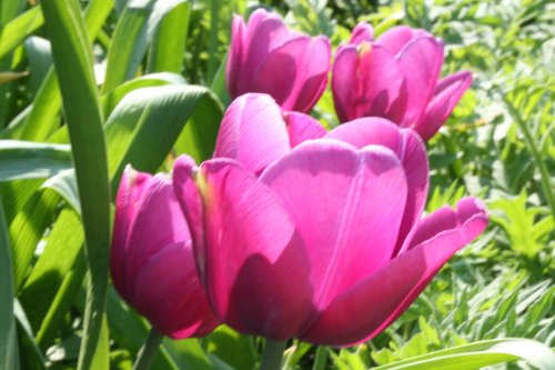 Tulips