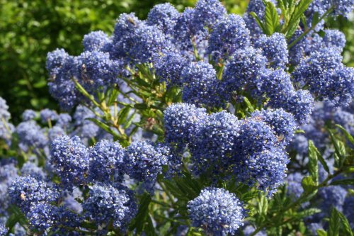 Jubilee Gardens, Ely