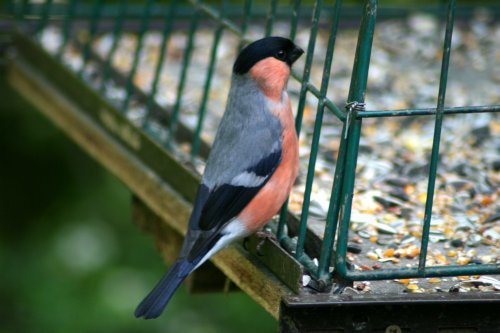 A male Bullfinchs on feeder, seen from nature hide at Washington Wetland Centre.