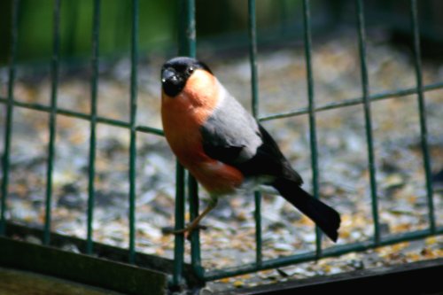 A male Bullfinchs on feeder, seen from nature hide at Washington Wetland Centre.