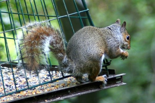 Grey Squirrel stealing from bird feeder,  seen from nature hide at Washington Wetland Centre.