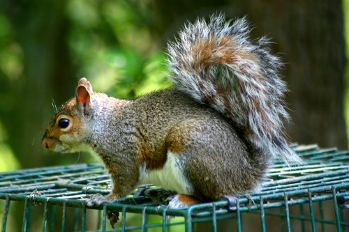 Grey Squirrel on bird feeder at Washington Wetland Centre.