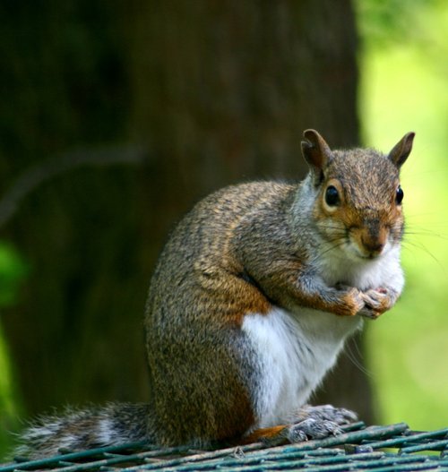Grey Squirrel on bird feeder at Washington Wetland Centre.