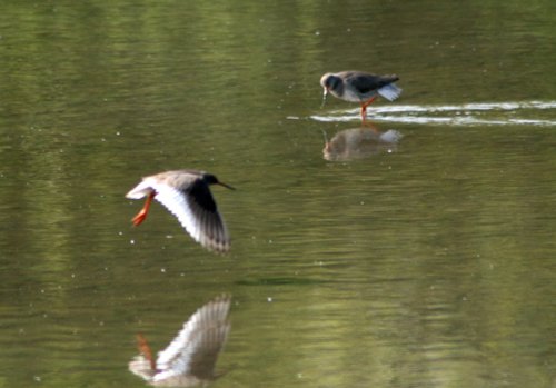 Redshanks at the lagoon, at Washington Wetland Centre.