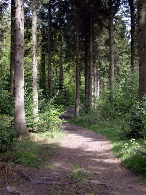 Hamsterley Forest