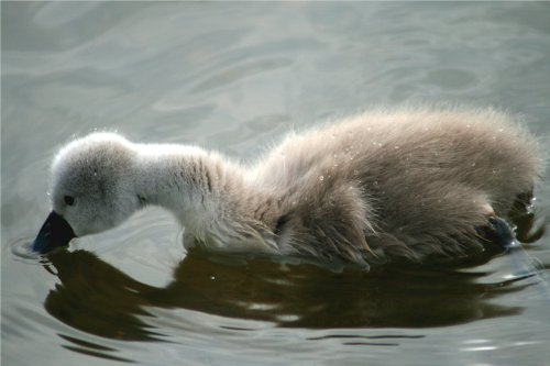 Mute Swan Cygnet.
