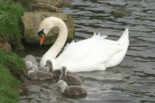 Mute Swan Family.