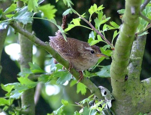 Kings Mill reservoir