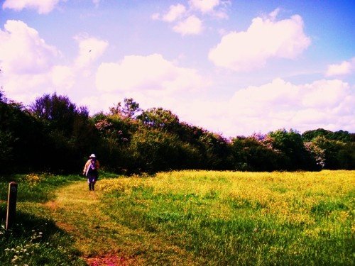 Buttercup meadows