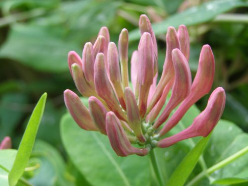 Honeysuckle