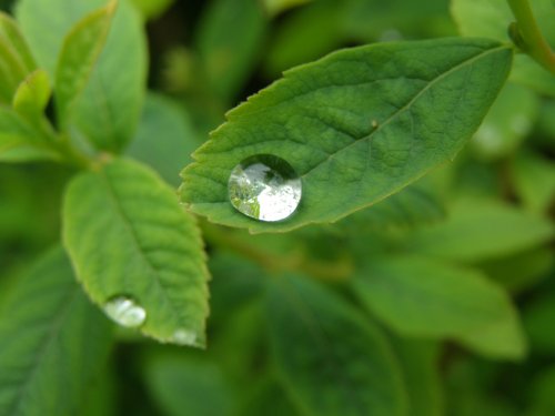 Raindrop