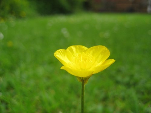 Buttercup