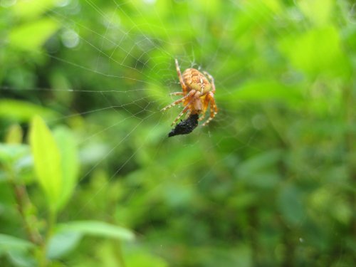 Spider eating his dinner..yum