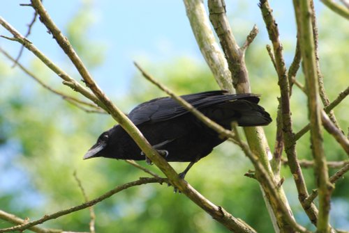 Carrion Crow