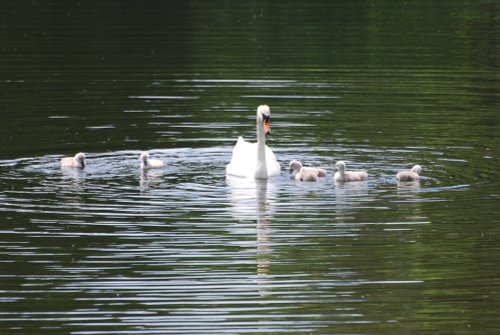 Family Outing