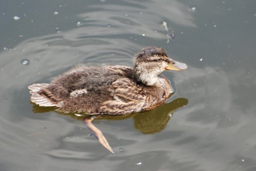 Mallard duckling