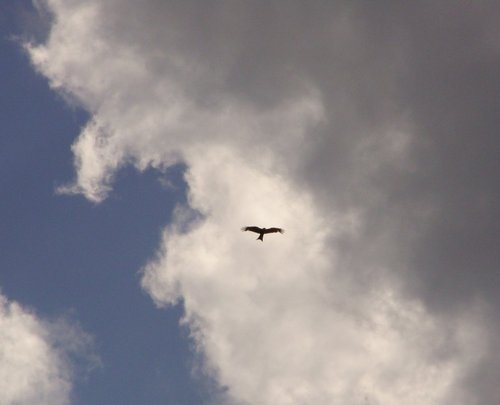 Wildlife, Fermyn Woods Country Park