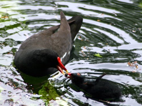Moorhen feeding chick on the lake at Wallington Hall.
