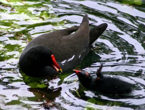 Moorhen feeding chick on lake at wallington Hall.