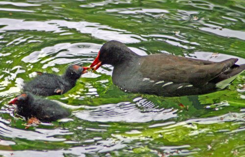 Moorhen feeding chick.