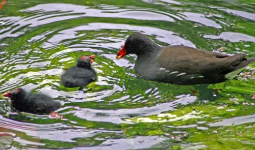 Moorhen feeding chick