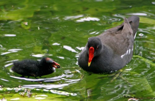 Mother Moorhen feeding chick.