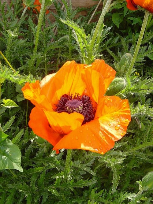 A Beatiful Poppy in a Gravesend Garden